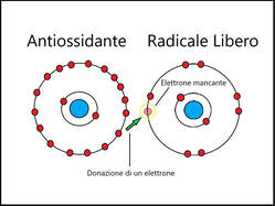 azione dei polifenoli che neutralizzano i radicali liberi  --   Immagine da pasquinoni.com