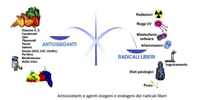 Antiossidanti  e agenti esogeni e endogeni dei radicali liberi